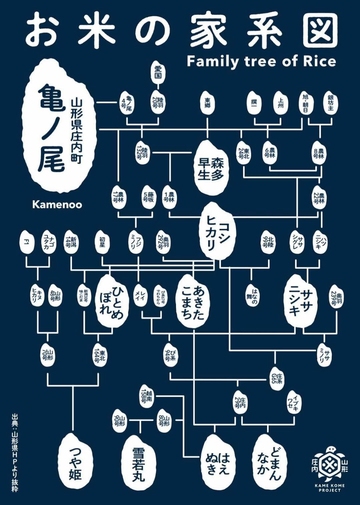 お米の家系図