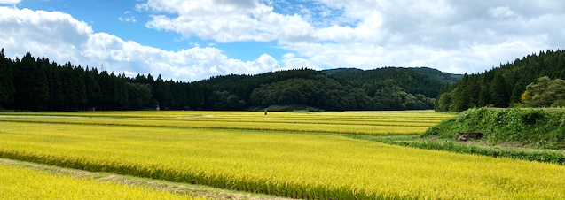 立谷沢稲刈り