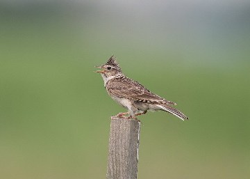 町の鳥ヒバリの画像