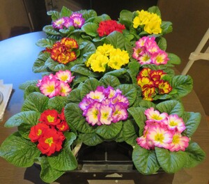 特別賞（株式会社庄内生花市場賞）