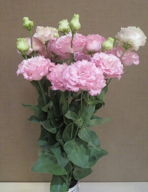 特別賞（株式会社宇都宮花き賞）