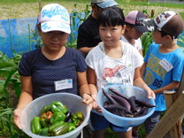 夏野菜の収穫写真
