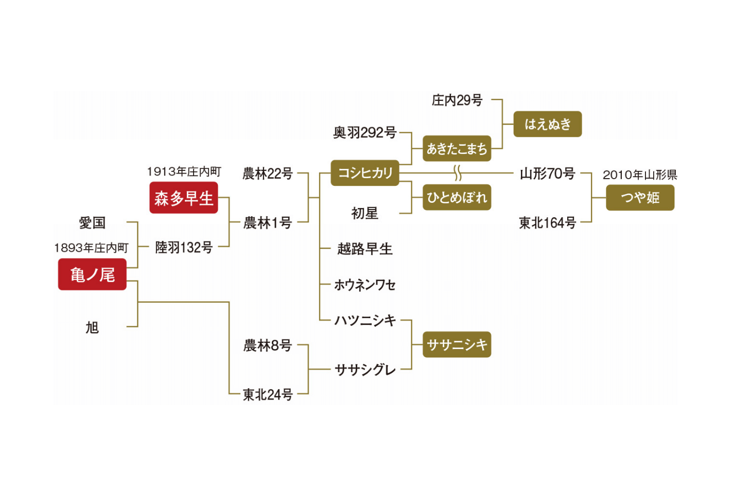 日本のお米のルーツ米「亀ノ尾」