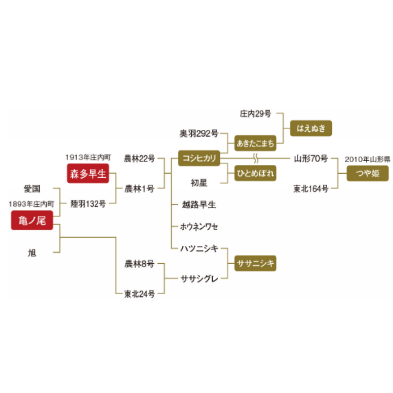 日本のお米のルーツ米「亀ノ尾」